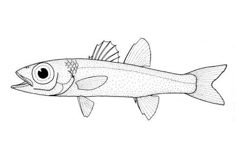 Epigonus Telescopus (Bulls Eye) Coloring Page